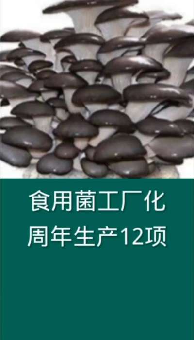 食用菌工厂化周年生产12项