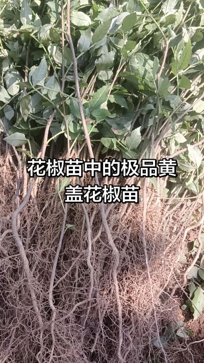 ���۴���ۻ�������ʨ��ͷ���������Ƹǻ���������Ҫ��ϵ18534302961