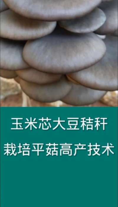 玉米芯大豆秸秆栽培平菇高产技术
