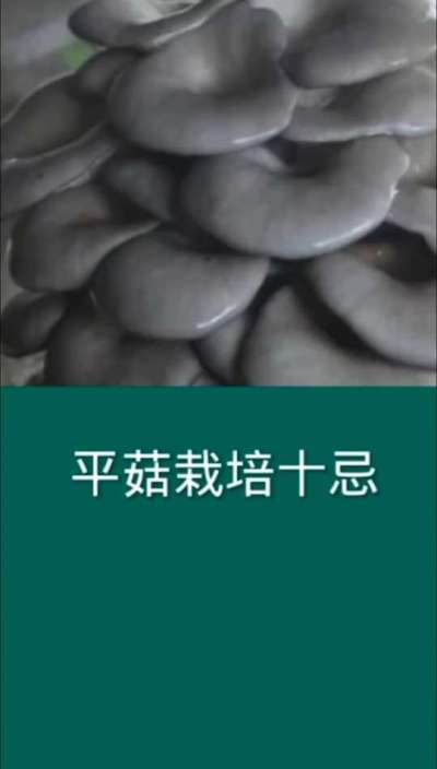 平菇栽培十忌