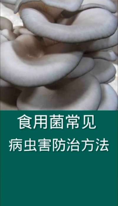 食用菌常见病虫害防治办法