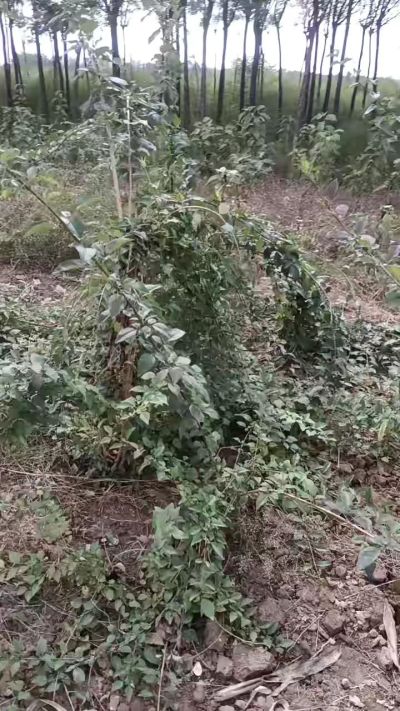 药用连翘树，多头树，绿化苗木工程树。需要联系18534302961