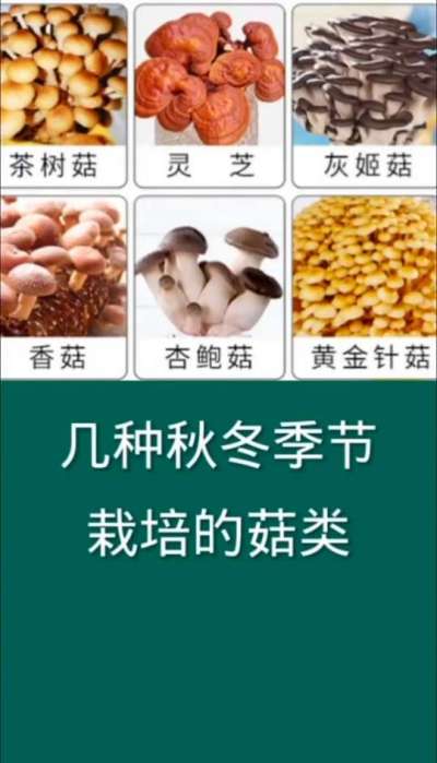 几种秋冬季节栽培的菌类