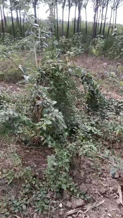出售大红袍花椒苗，狮子头花椒苗，黄盖花椒苗。需要联系18534302961