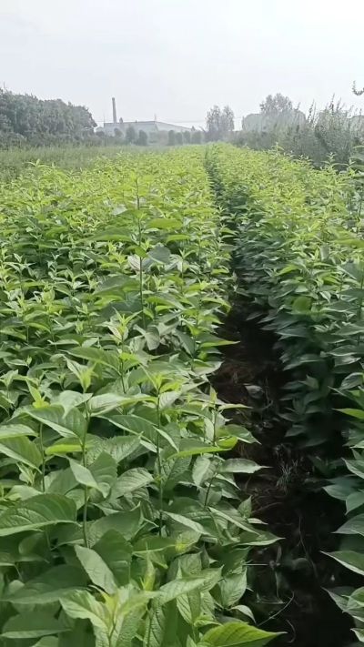 秋季大量供应优质种苗，低价出售臭椿苗，杜仲苗，花椒苗，侧柏小苗。药用连翘科研种苗。巨峰葡萄苗，药用连翘树，3/4年挂果树，药用连翘苗，3年移栽种苗。自己地里种苗，全国包邮到家。需要联系13994895