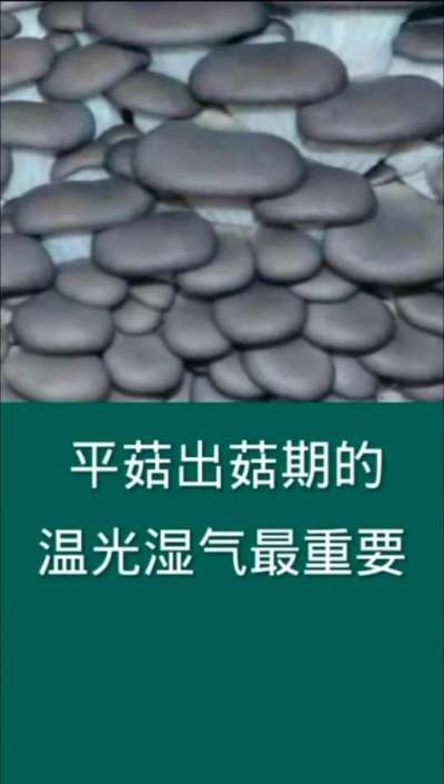 平菇出菇期温光湿气最重要