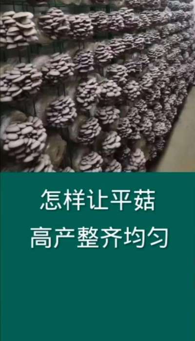 怎么让平菇高产整齐均匀