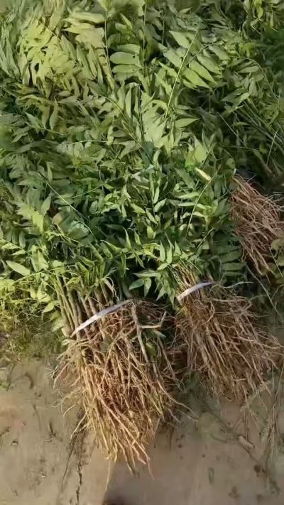 臭椿树苗，白皮臭椿苗。现挖现发苗，成活率高！全国包邮到家。需要联系18534302961