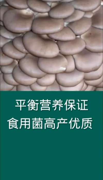 平衡营养保证食用菌高产优质