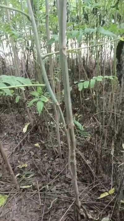低价出售臭椿苗，杜仲苗，花椒苗，侧柏小苗。药用连翘科研种苗。巨峰葡萄苗，药用连翘树，3/4年挂果树，药用连翘苗，3年移栽种苗。自己地里种苗，全国包邮到家。需要联系13994895614