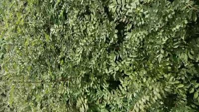 出售大红袍花椒苗，狮子头花椒苗，黄盖花椒苗。需要联系18534302961