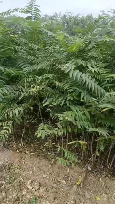秋季大量供应优质种苗，低价出售臭椿苗，杜仲苗，花椒苗，侧柏小苗。药用连翘科研种苗。巨峰葡萄苗，药用连翘树，3/4年挂果树，药用连翘苗，3年移栽种苗。自己地里种苗，全国包邮到家。需要联系13994895