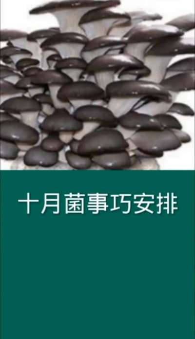 十月菌事巧安排