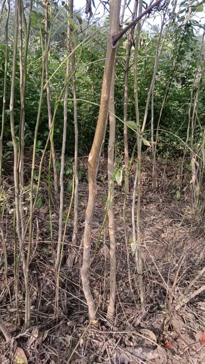 臭椿树苗，苗圃基地直销！需要联系18534302961