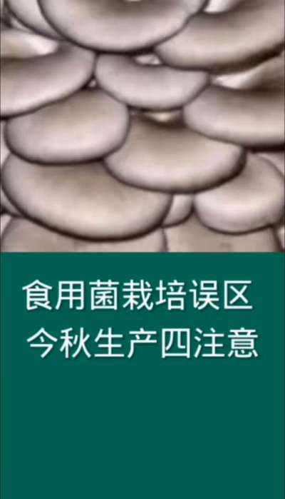 食用菌栽培误区，今秋生产四注意