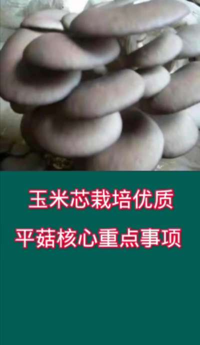 玉米芯栽培优质高产平菇重点注意事项