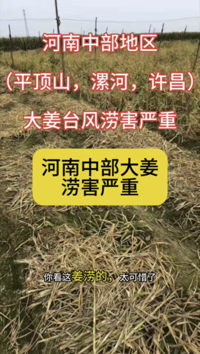 河南中部涝害严重？
