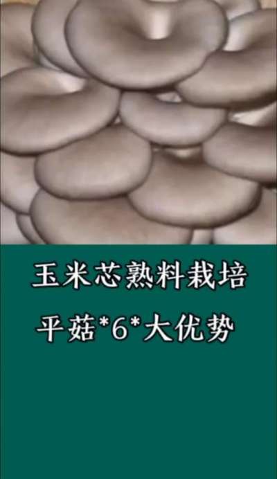 ����о����ݪֲƽ��6������