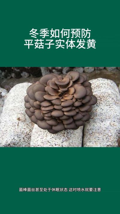 冬季如何预防平菇子实体发黄