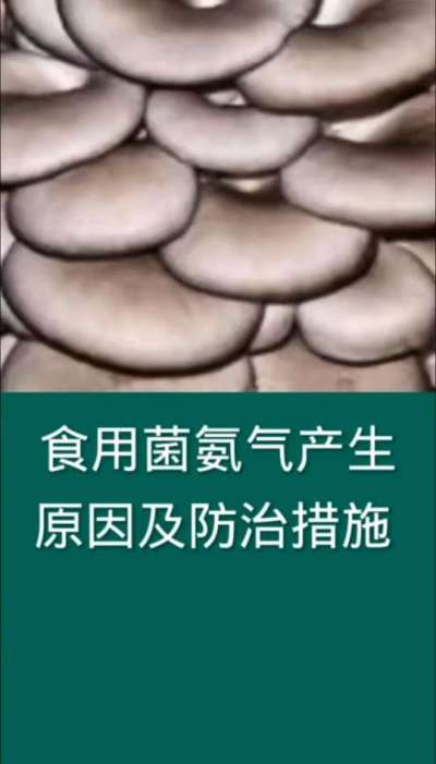 食用菌氨气发生原因与预防措施