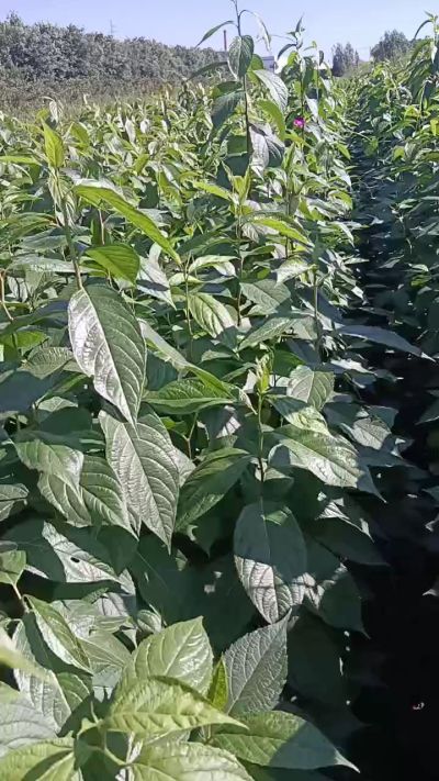 低价出售臭椿苗，杜仲苗，花椒苗，侧柏小苗。药用连翘科研种苗。巨峰葡萄苗，药用连翘树，3/4年挂果树，药用连翘苗，3年移栽种苗。自己地里种苗，全国包邮到家。需要联系13994895614