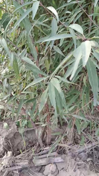 山桃苗，一年苗，需要联系我18534302961
