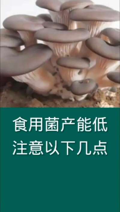 食用菌产能低，注意以下几点。