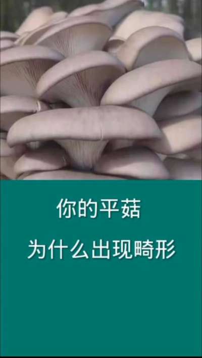 你的平菇为什么出现畸形