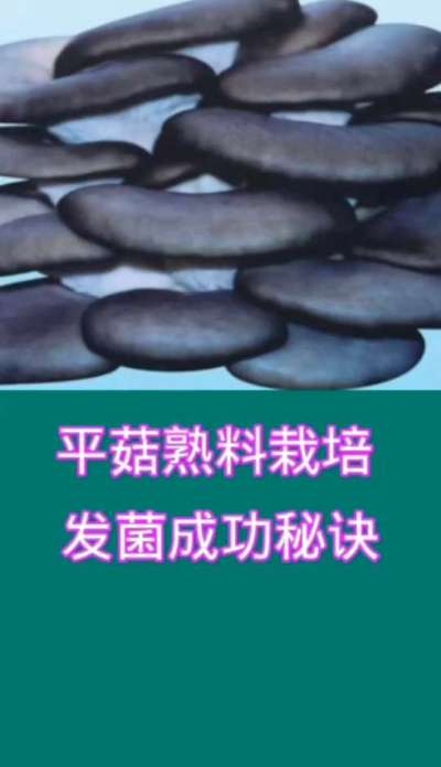 平菇熟料栽培发菌成秘诀