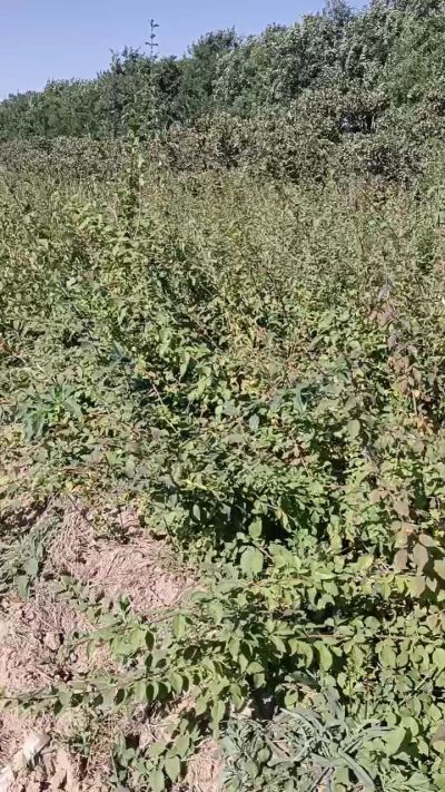 药用连翘苗，科研种苗，需要联系我