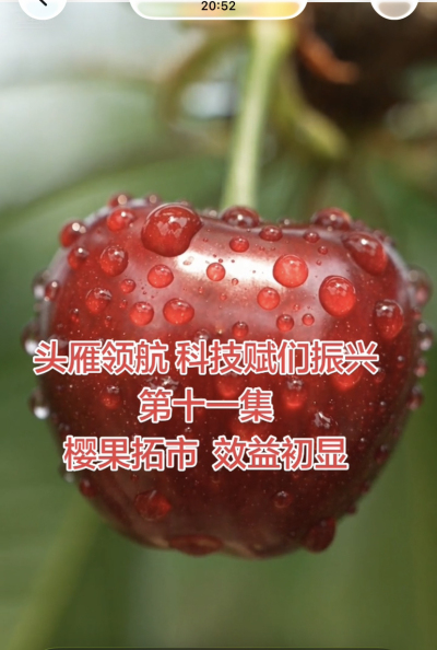 第十一集 樱果拓市，效益初显