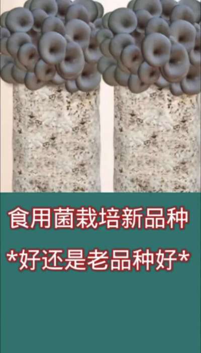 食用菌栽培新品种好还是老品种好