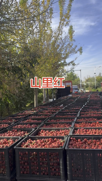 山楂