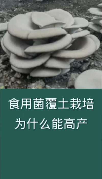 食用菌覆土栽培为何能高产