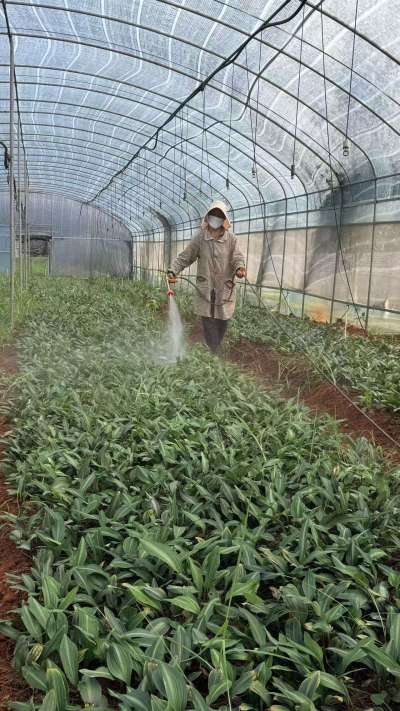 林下药材种植基地