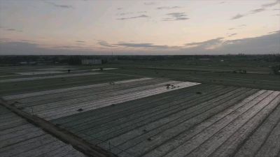 一垄蒜苗，一季耕耘