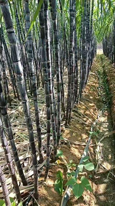 广西黑甘蔗丰收季