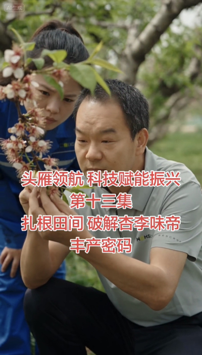 第十三集 扎根田间 破解杏李&ldquo;味帝&rdquo;坐果密码