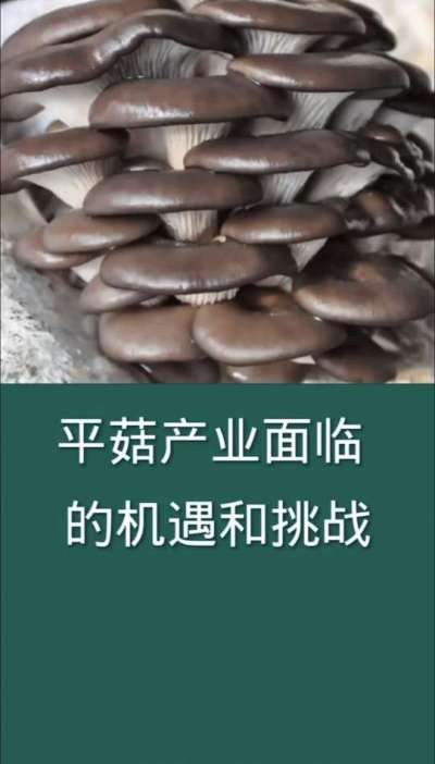 平菇产业面临的机遇和挑战