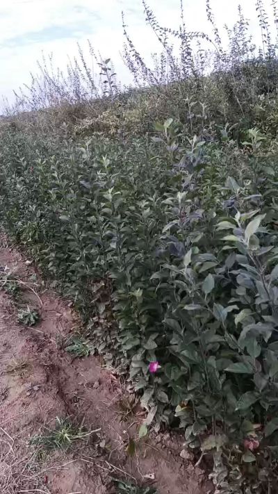 ƻ������һ��������Ҫ��ϵ��
