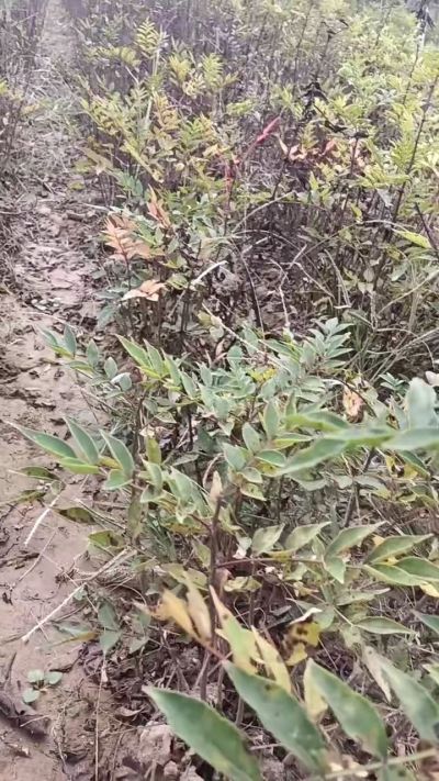 出售大红袍花椒苗，狮子头花椒苗，黄盖花椒苗。需要联系18534302961出售杜仲苗，0.5/0.8公分。现挖的苗。需要联系13994895614