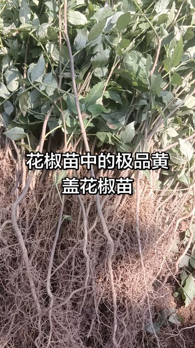 出售大红袍花椒苗，狮子头花椒苗，黄盖花椒苗。需要联系18534302961
