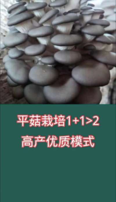 平菇栽培1+1>2高产优质模式