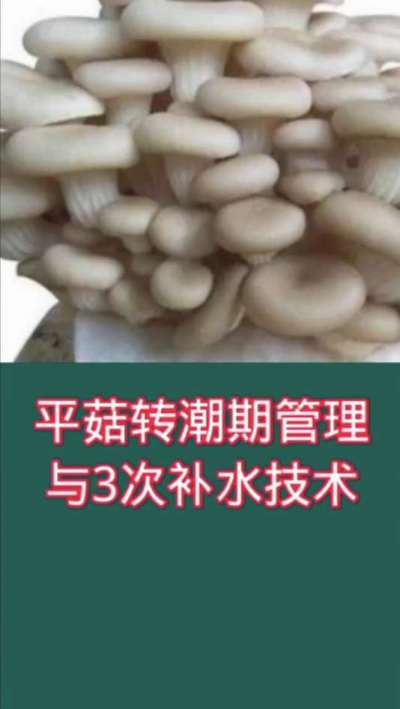 平菇转潮期管理与3次补水技术