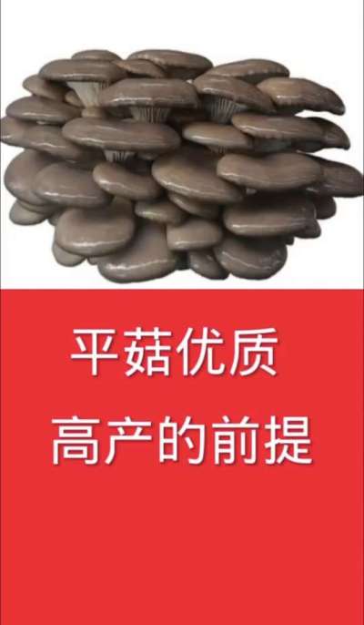平菇优质高产的前提