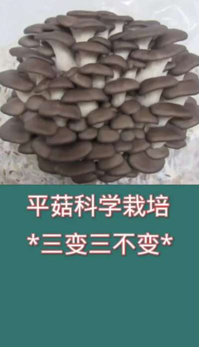 平菇科学栽培三变三不变