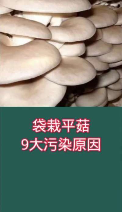 袋栽平菇9大污染原因