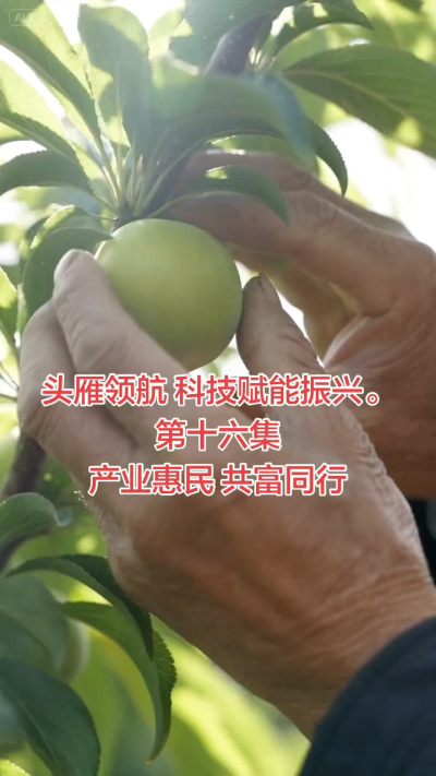 第十六集 产业惠民 共富同行