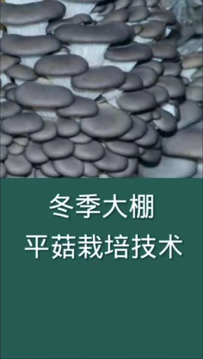 冬季大棚平菇栽培技术