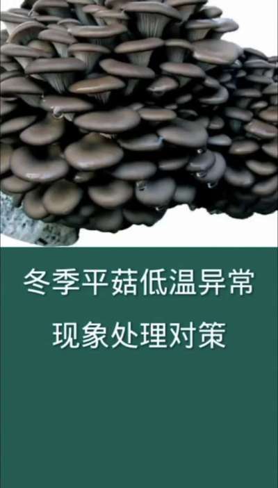 冬季平菇低温异常现象处理对策